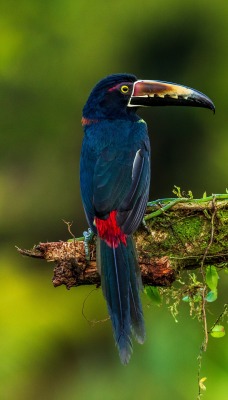 птица разноцветный клюв перья на ветке