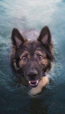 собака в воде морда уши глаза