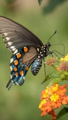 бабочка цветок крупный план
