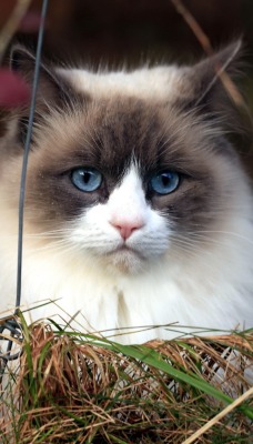 кот пушистый голубые глаза
