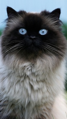 кот голубые глаза сеамский пушистый шерсть