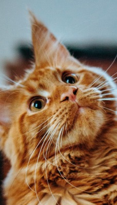 кот рыжий усы игривый