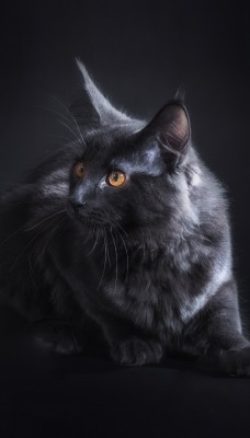 кот серый нибелунг черный фон