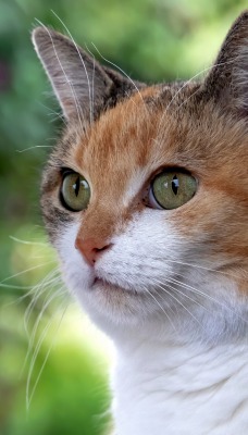 мордочка кот глаза взгляд