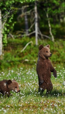 медведи поляна опушка медвежата