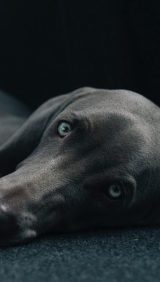 собака лежит серый пес