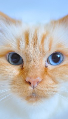 кот рыжий голубой фон голубые глаза