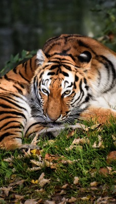 тигр лежит хищник