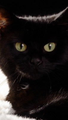 кот черный большие глаза
