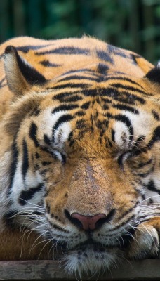 тигр спит лапы морда усы