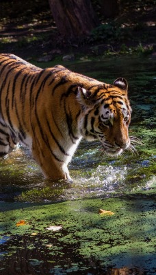 тигр болото водоем хищник полосатый
