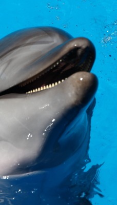 дельфин вода бассейн