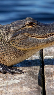аллигатор рептилия крокодил