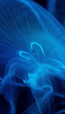 медуза океан глубина
