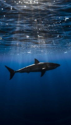 акула глубина лучи океан под водой