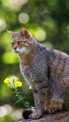 кот зелень листья трава