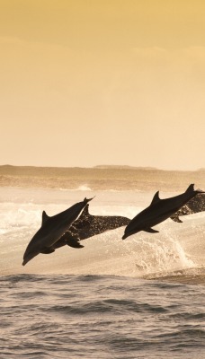 шторм волны дельфины море брызги