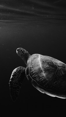 черепаха под водой океан темнота глубина