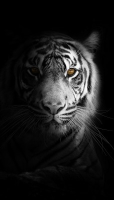 тигр белый минимализм черный фон