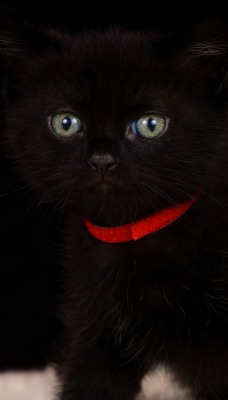 котенок черный пушистый ошейник