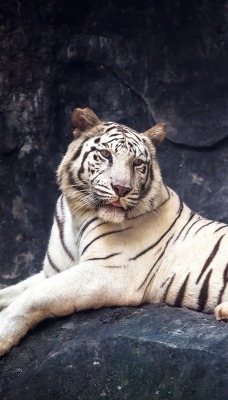 тигр белый тигр лежит на камне