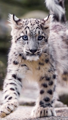 леопард белый котенок