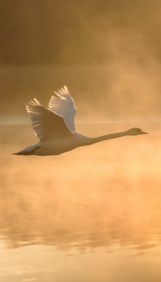 лебедь полет крылья озеро испарение туман на закате