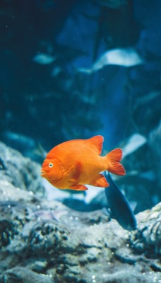 рыба оранжевый глубина океан