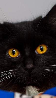 кот черный карие глаза взгляд уши