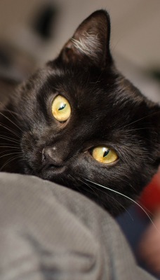 кошка черная взгляд