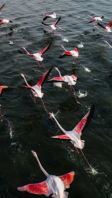 фламинго стая взлет