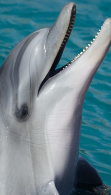 дельфин улыбка водоем