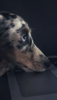 собака клавиатура ноутбук