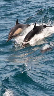дельфины море волны вода