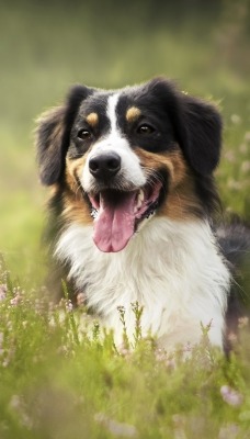 собака трава австралийская овчарка пес
