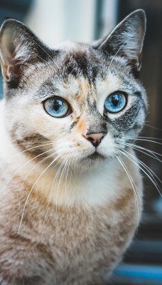 кот сеамский голубые глаза