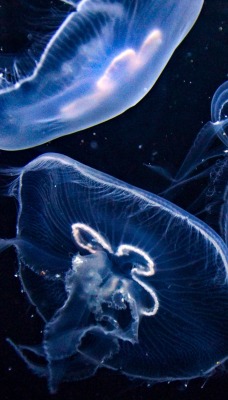 медузы океан темнота