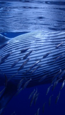 кит рыба глубина океан синий кит