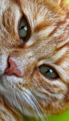кот рыжий морда усы