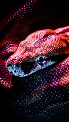 змея красная кожа голова