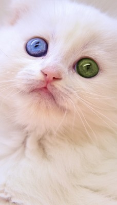 котенок белый мордочка разные глаза