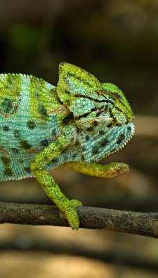 хамелеон ветка зеленый ящерица