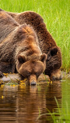 медведи водопой трава бурый