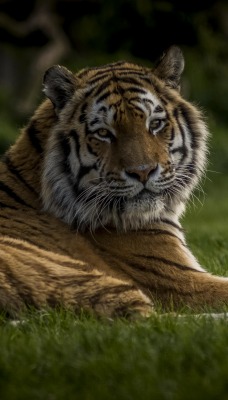 тигр на траве лежит