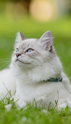 кот на газоне лужайка белый кот