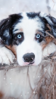 собака голубые глаза жердь