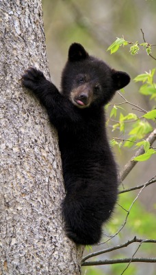 медвежонок ствол дерево