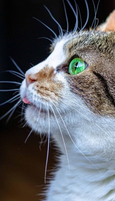 кот зеленые глаза морда