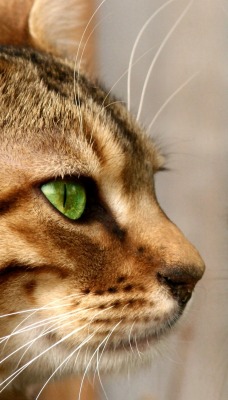 кот рыжий полосатый усы крупный план мордочка