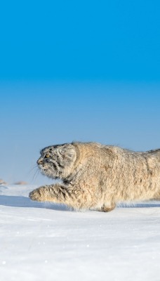 рысь снег хищник крадется